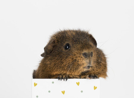 Guinea  Pig - Stock Image.の写真素材