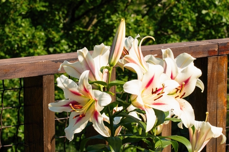 Summer wildflowers - Stock image macro.の写真素材