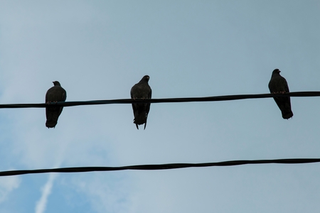 Group of pigeons on a power line. Stock Image.の写真素材