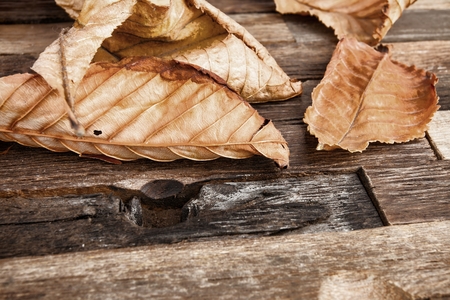 Autumn leaves on wooden background. Stock image macro.の写真素材