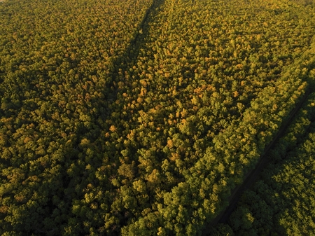 Aerial view of autumn forest. Stock Image.