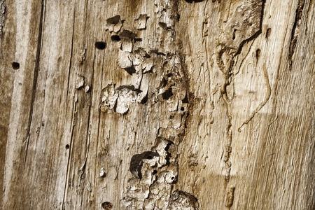 Beautiful wood texture. Macro shot.