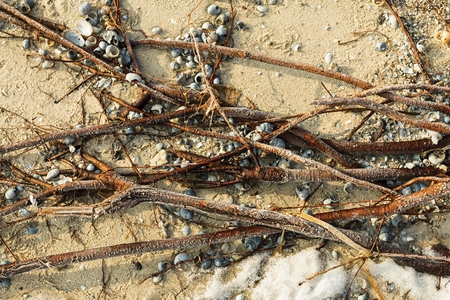 The roots on the sand on the beach in winter time. Stock image.の写真素材