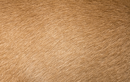 Brown dog fur texture or background. Macro shot.