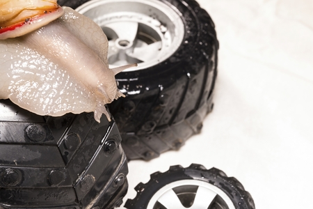 Beautiful snail on black wheel. Macro shot.の写真素材