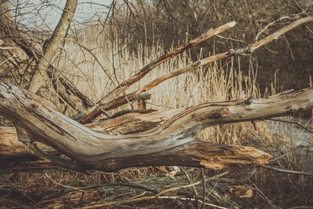 Felled trees. A pile of trees on the ground. Stock image.の写真素材