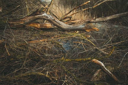 Felled trees. A pile of trees on the ground. Stock image.の写真素材