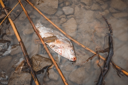 Dead fish on the river polluted water. Pollution environmental problem.の写真素材