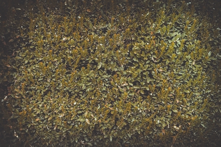 Green leaves wall texture background. Macro shot.