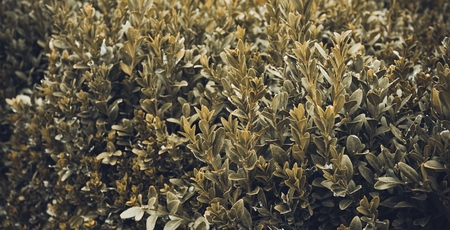 Green leaves wall texture background. Macro shot.の写真素材