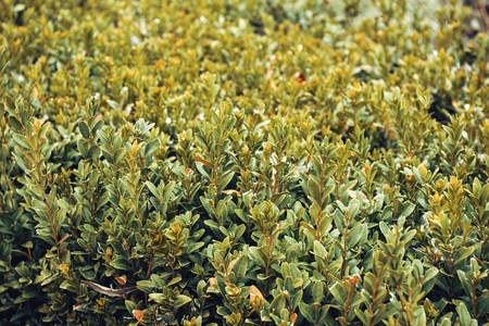 Green leaves wall texture background. Macro shot.の写真素材
