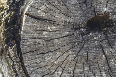 Old tree stump texture background. Macro shot.の写真素材