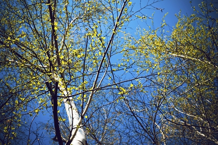 Bottom view of birch forest in sunlight in the spring morning. Scenic view.の写真素材