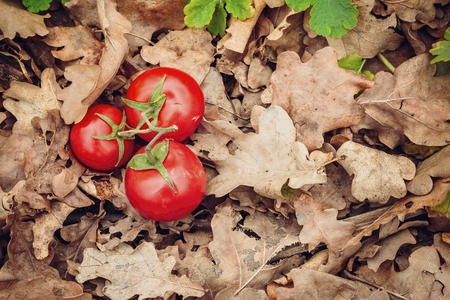 Ripe natural tomatoes on wooden background. Natural healthy food concept.の写真素材