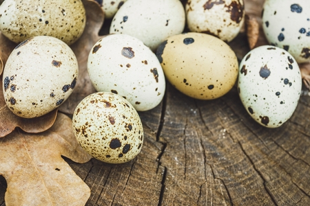 Group of quail eggs and oak leafs on wooden surface. Natural healthy food concept.の写真素材