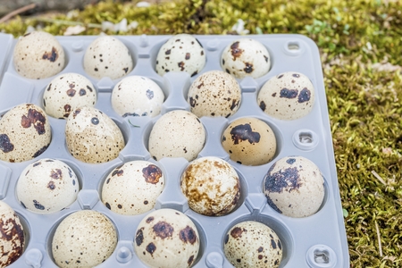 Quail eggs in a transparent plastic container on green moss in spring forest. Natural healthy food concept.の写真素材