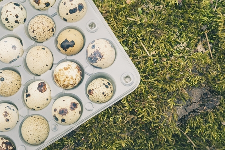 Quail eggs in a transparent plastic container on green moss in spring forest. Natural healthy food concept.の写真素材