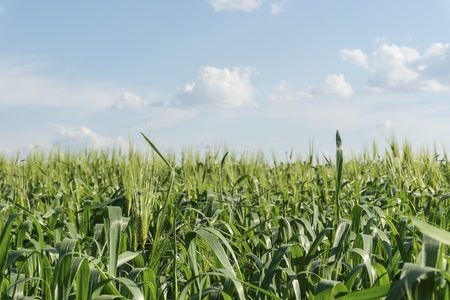 Beautiful green field with young wheat. Stock image.の写真素材
