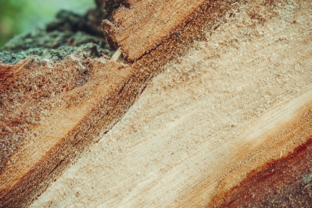 Felled tree in forest. Cross section of tree trunk.の写真素材