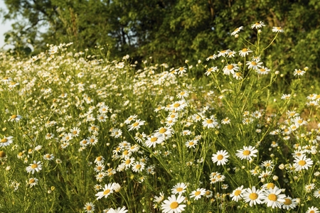 Chamomile flowers on a meadow in summer. Blooming chamomile field.の写真素材