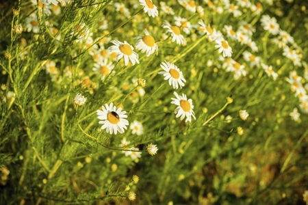 Chamomile flowers on a meadow in summer. Blooming chamomile field.の写真素材