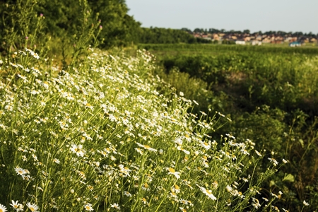 Chamomile flowers on a meadow in summer. Blooming chamomile field.の写真素材