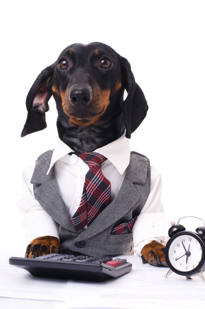 portrait of a business dachshund wearing a suit and tie, isolated over whiteの写真素材