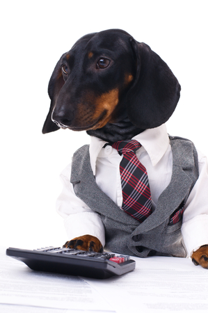 portrait of a business dachshund wearing a suit and tie, isolated over whiteの写真素材