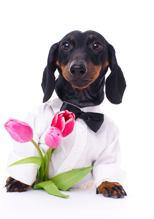 dachshund with bunch of tulips as present, isolated over whiteの写真素材