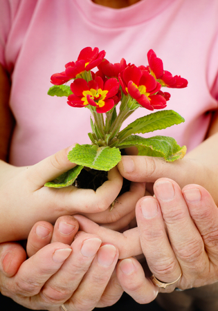 Gardening, planting concept. Hands holding flowerの写真素材