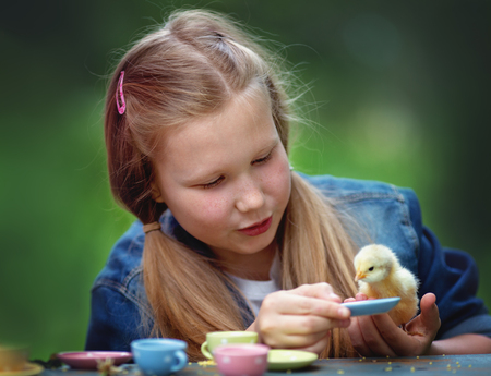 Cute little girl playing with chicken outdoorsの写真素材