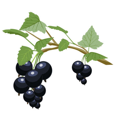 Black currant is a source of vitamin C. Vegetarian and healthy food. Vector on a white backgroundのイラスト素材