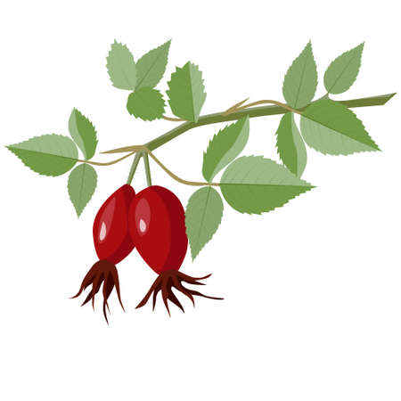 Source of vitamin C. Rosehip fruit on a branch with leaves. Vector illustration on a white backgroundのイラスト素材