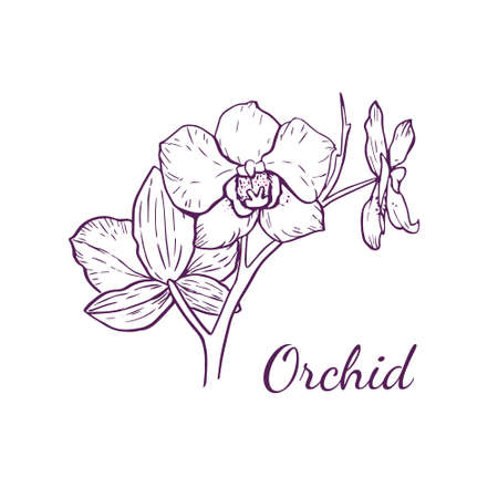 Vector orchid flower for logo in outline style, isolated on white backgroundのイラスト素材
