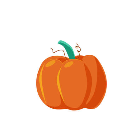 One big ripe orange pumpkin for Thanksgiving, for Halloween. Vegetables from the gardenのイラスト素材