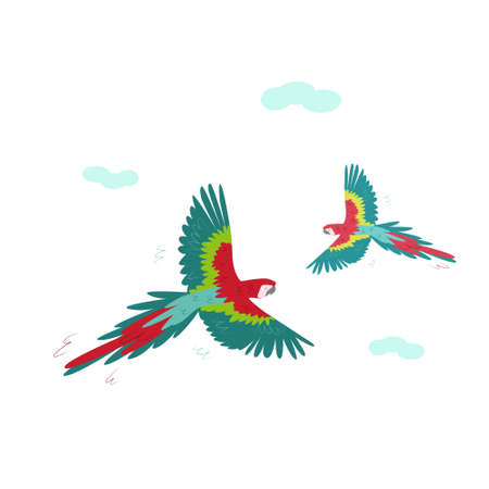 Two beautiful red Macaws are circling in the sky. Vector Tropical parrots isolated on a white...