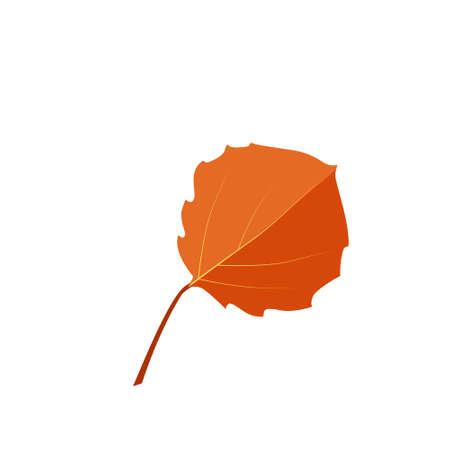 One Vector autumn orange aspen leaf in cartoon style on a white background. The beautiful world of natureのイラスト素材