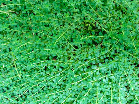Green plant background of round small leaves