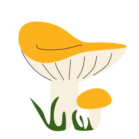 Edible forest mushrooms with yellow caps in a hand-drawn style, isolated on a white backgroundのイラスト素材