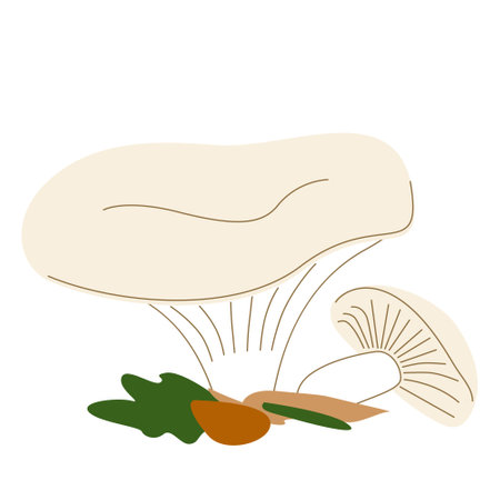 Light edible mushrooms with wide caps in hand drawn styleのイラスト素材
