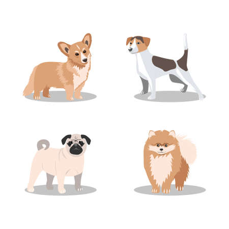 Four popular breeds of small dogs: Jack Russell, Pomeranian Terrier, Pembroke Corgi, pugのイラスト素材