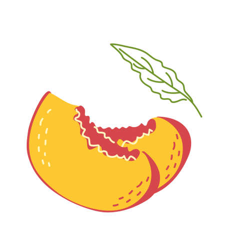 Two slices of juicy yellow-red peach with a leaf close-up. Vector illustration in hand-drawn style, isolated on a white backgroundのイラスト素材