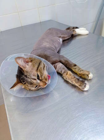 A domestic gray cat on the operating table under anesthesia. Medical care for animalsの写真素材
