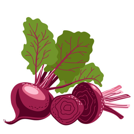 A set of beets in whole form and sliced. Healthy vegetables. Vector illustration isolated on a white backgroundのイラスト素材