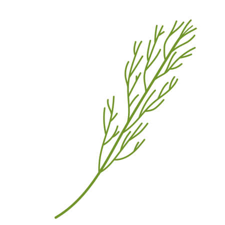 One green sprig of dill. Useful greens for salad. Vector illustration on a white backgroundのイラスト素材