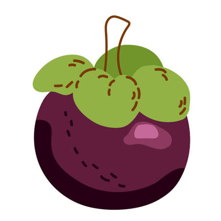One exotic fruit is mangosteen. Vector hand-drawn illustration on a white backgroundのイラスト素材
