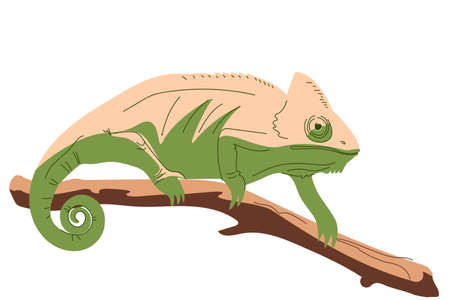 A chameleon on a branch in a hand-drawn style. Exotic animals. Vector illustration isolated on a white backgroundのイラスト素材