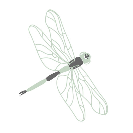Green dragonfly in contour style. Cute insects. Vector illustration isolated on a white background for decor, postcardsのイラスト素材