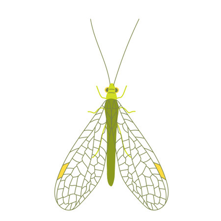 One green golden-eyed with open wings. Cute unusual insects. Flat lay. Vector illustration isolated on a white backgroundのイラスト素材