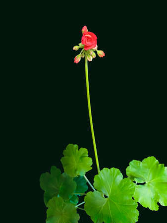 Red geranium flowers bloom on a black background